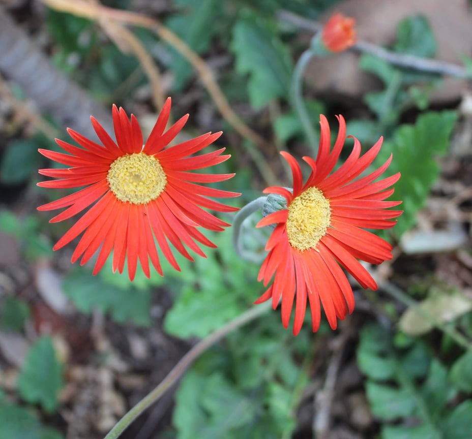 Barberton Daisy (Gerbera jamesonii)