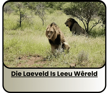 Die Laeveld Is Leeu Wêreld